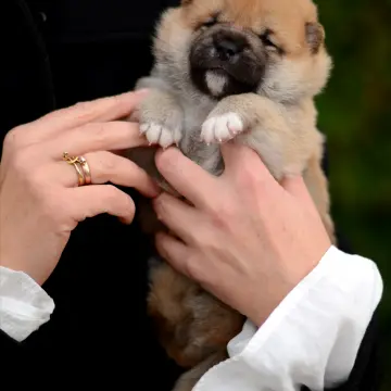 Щенки сиба-ину | image 7