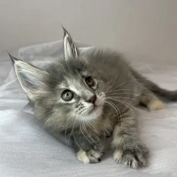 Мейн-кун бронирование  | image 3