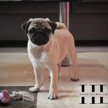 Мопс щенок из племенного питомника | image 3