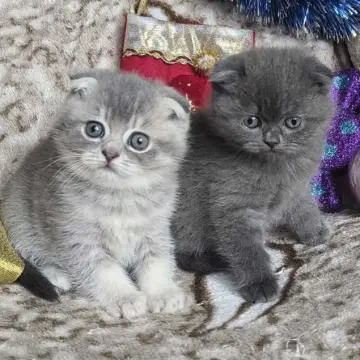 Шотландские вислоухие котята - серебристый мальчик и голубая девочка