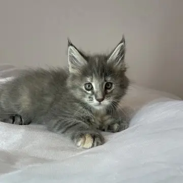 Мейн-кун бронирование 