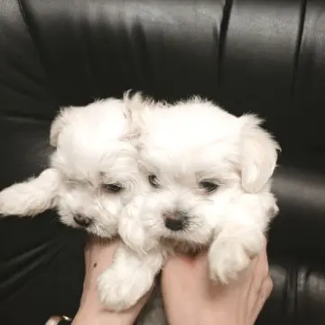 Щенки с мордочками беби-фейс, готовы к бронированию