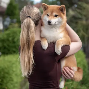 Щенки Сиба Ину ( Шиба )  | image 9