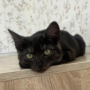 Кошечка окраса «черный дым», 3,5 месяца  | image 3