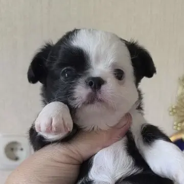 Очаровательные щенки чихуахуа | image 3