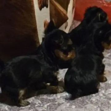 Щенки  | image 3