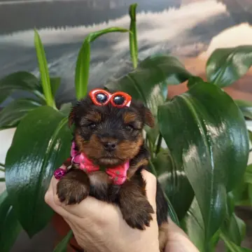 Очаровательные девочки-йорки ищут заботливых хозяев! | image 6