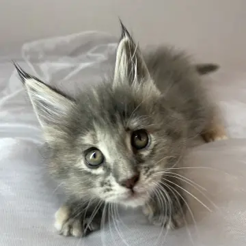 Мейн-кун бронирование  | image 2