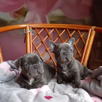Милые щенки французский бульдог.