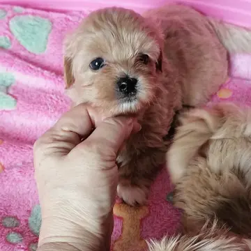 Мальтипу | image 3
