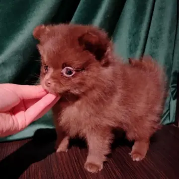 Мерле и шоколадный, щенки померанского шпица 