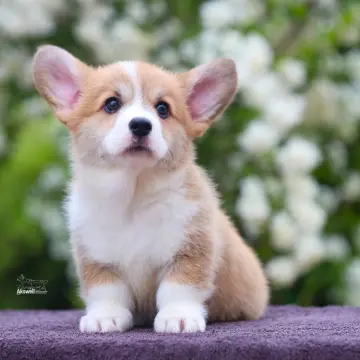 Щенки вельш корги пемброк  | image 8