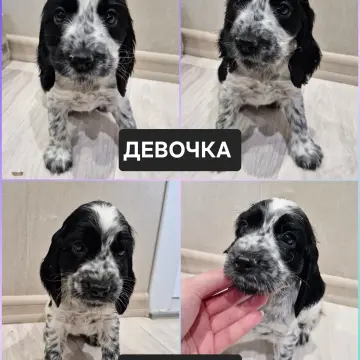 русский охотничий спаниель,  рос щенки 