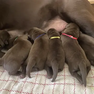 Шоколадные щенки лабрадора | image 2