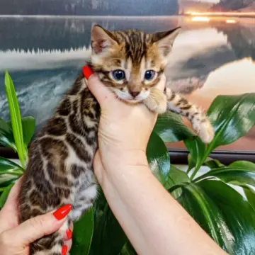 Бенгальские котята - чистокровные малыши ждут своих хозяев!