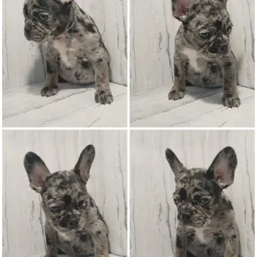 Французский бульдог  | image 2