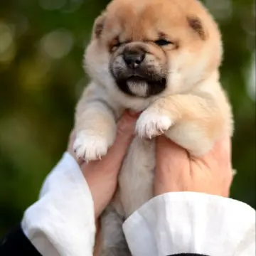 Щенки сиба-ину