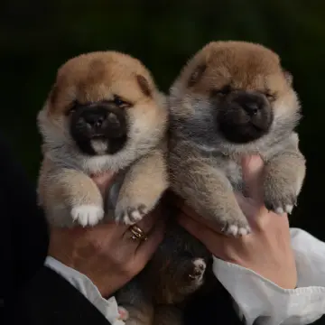 Щенки сиба-ину | image 5