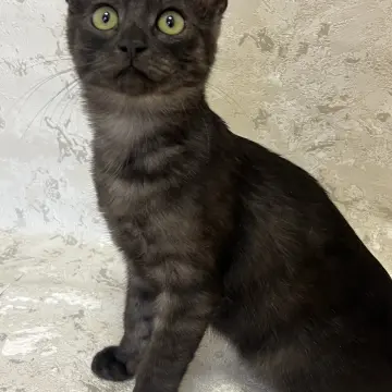 Кошечка окраса «черный дым», 3,5 месяца  | image 7