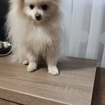 Померанский шпиц | image 4