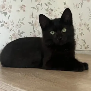 Шоколадный котенок, 3,5 месяца 