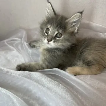 Мейн-кун бронирование  | image 4