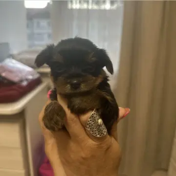 Щенки йоркширского терьера девочка и мальчик ждут свою семью