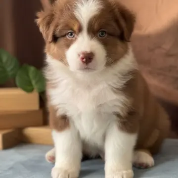 Австралийская овчарка девочка 