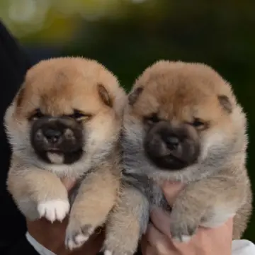 Щенки сиба-ину | image 6