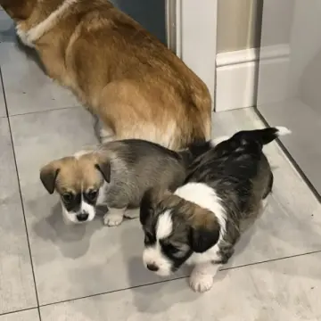 Очаровательные щенки от Корги и Джек-рассел-терьера | image 5