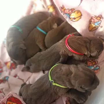 Шоколадные щенки лабрадора | image 6