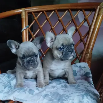 Милые щенки французский бульдог. | image 4