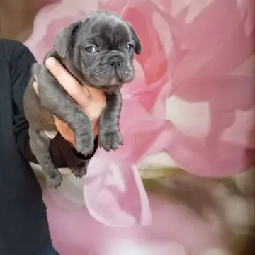 Милые щенки французский бульдог. | image 2