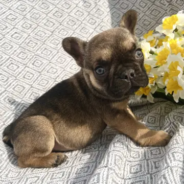 Французские бульдог девочка | image 2