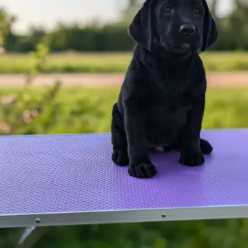 Черный лабрадор щенки | image 6