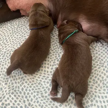 Шоколадные щенки лабрадора | image 3