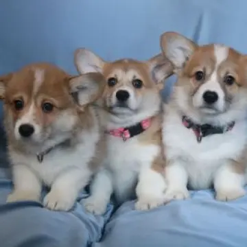 Щенки от красивой титулованной пары