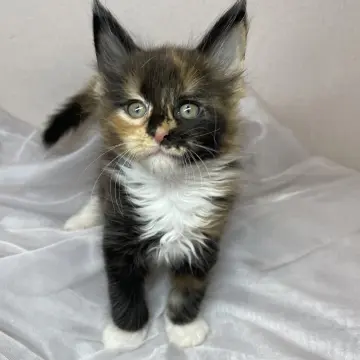 Мейн-кун бронирование  | image 5