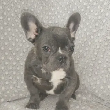Французский бульдог, девочка. | image 9
