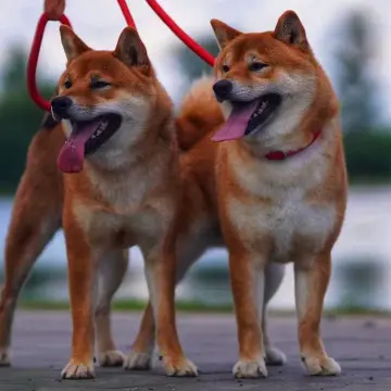 Щенки Сиба Ину ( Шиба )  | image 4