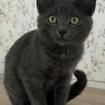 Котенок а-ля русская голубая, 3,5 месяца 