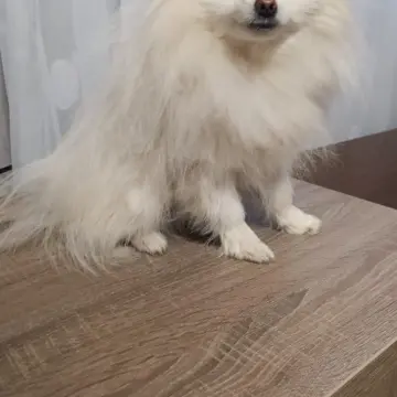 Померанский шпиц | image 6