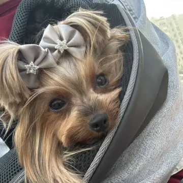 Щенки йоркширского терьера девочка и мальчик ждут свою семью | image 3