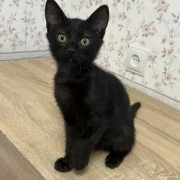 Котенок Кузя, 2 месяца  | image 7