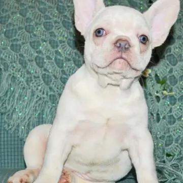 Французские бульдожки кремового окраса - мальчик и девочки ждут семью! | image 2