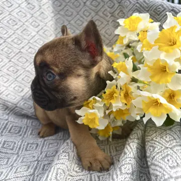 Французские бульдог девочка | image 3