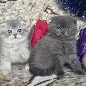 Шотландские вислоухие котята - серебристый мальчик и голубая девочка | image 4