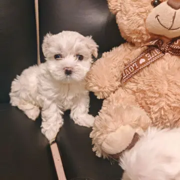 Щенки с мордочками беби-фейс, готовы к бронированию | image 2