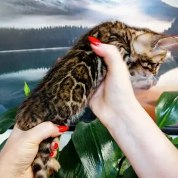 Бенгальские котята - чистокровные малыши ждут своих хозяев! | image 5