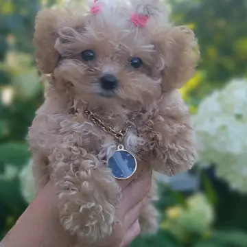 Щенки мальтипу  | image 3